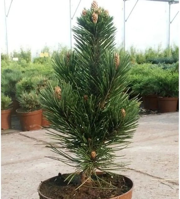 Helmers Schlangenhautkiefer Pinus leucodermis als Nadelbaum für Gärten in Grün, Höhe: 60-70 cm - Bild 1