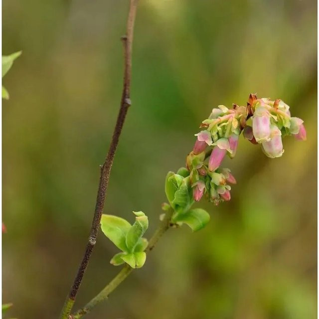 Heidelbeere Polaris Vaccinium corymbosum Beerenstrauch von Nr-01.de - Bild 1