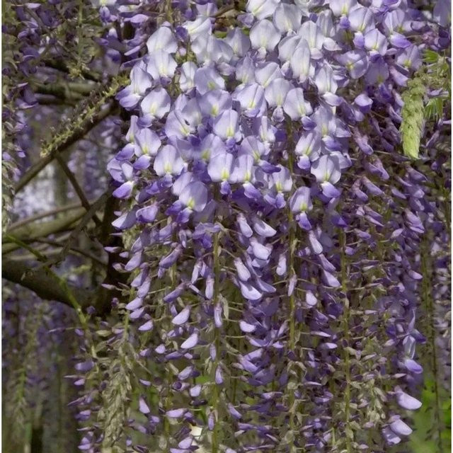 Blauregen Blue Dream Wisteria floribunda Kletterpflanze in Blau und Violett, Höhe: 60-80 cm - Bild 1
