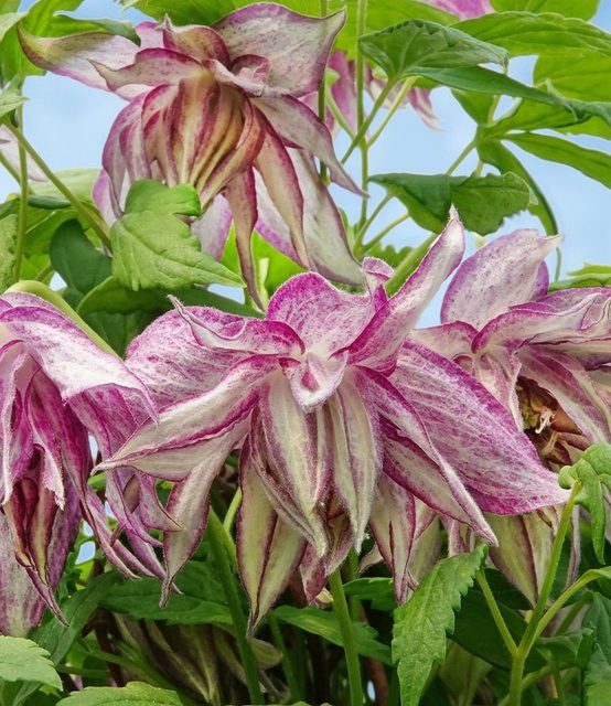 Clematis Pink Surprise Rosefarbene Clematis Pflanze - Bild 1