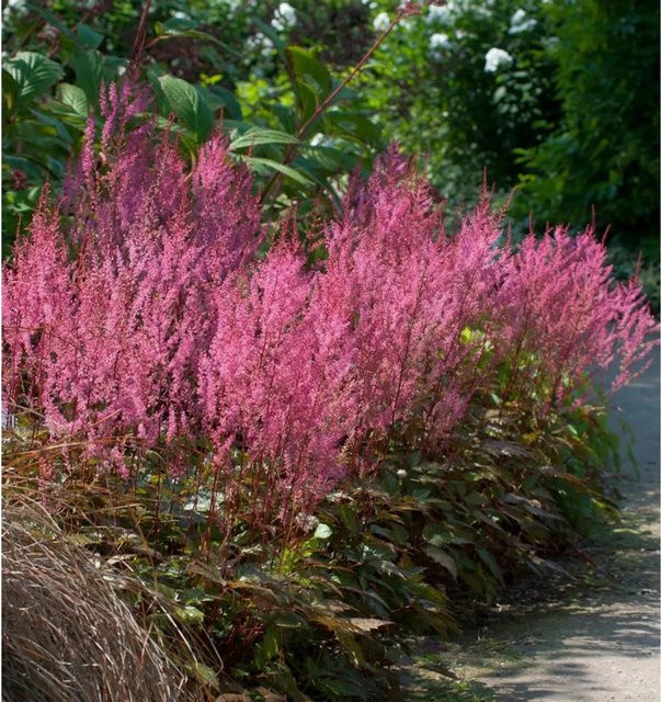 Astilbe arendsii Prachtspiere Obergärtner Jürgens, pinke Staude als Bodendecker und Schnittblume - Bild 1