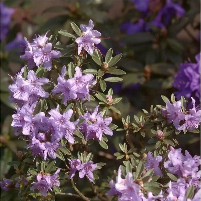 Rhododendron scintillans Nr-01.de blau-lila Solitärstrauch Höhe: 40-50 cm - Bild 1
