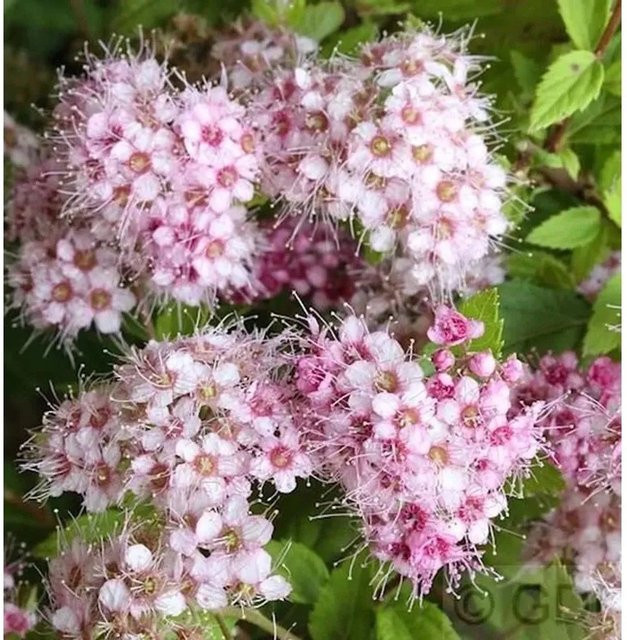 Rosa Zwerg Spiraea japonica Little Princess Strauch, Höhe: 30-40 cm - Bild 1