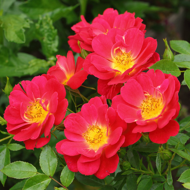 Rosen-Halbstamm Tantau Bienenweide Hellrot in Rosa, Höhe: 60 cm - Bild 1