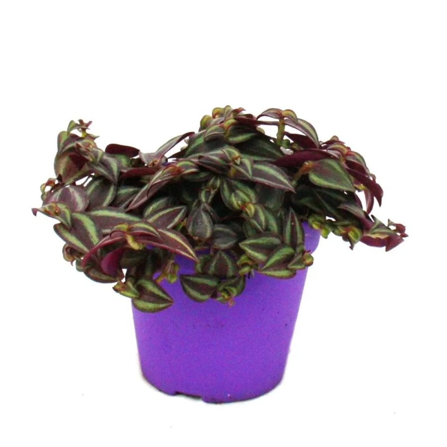 Tradescantia Purple Passion Dreimasterblume mit lila Blättern im 12 cm Topf - Bild 2