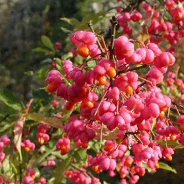 Arborix Pfaffenhütchen Euonymus europaeus im Container mit Herbstfärbung in Gelb und Pink, Höhe: 60 bis 80 cm - Bild 1