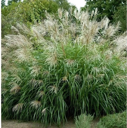 Miscanthus sinensis Chinaschilf Silberfeder Ziergras im XXXL Topf von Nr-01.de in Silber und Grün