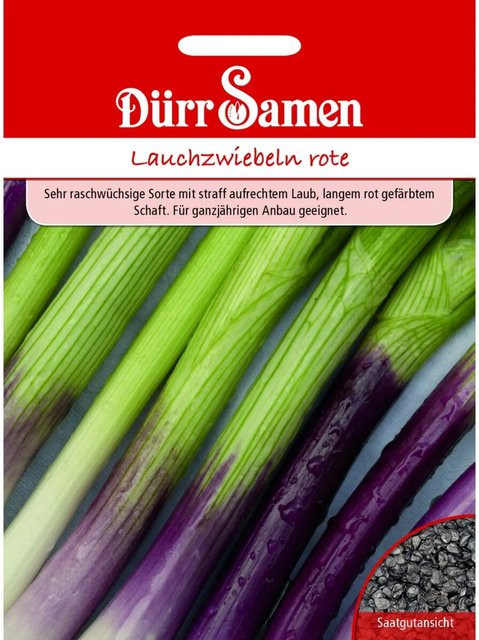 Dürr Lauchzwiebeln Apache Saatgut - Bild 1