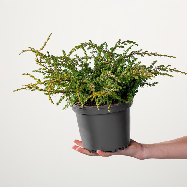 Heidewacholder Repanda Juniperus Bodendecker von BLUME2000 - Bild 1