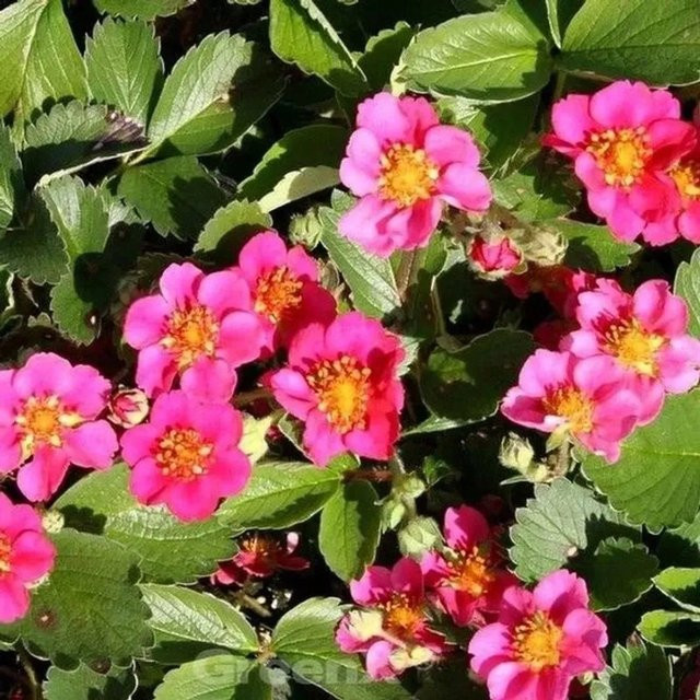 Garten Erdbeere Lipstick Fragaria ananassa Beerenstrauch von Die Nr-01.de - Bild 1