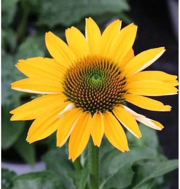 Sonnenhut Flame Thrower Echinacea purpurea als mehrjährige Gartenpflanze - Bild 1
