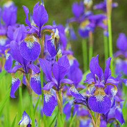 Akustische Schwertlilie in Blau als Dekoration - Bild 1