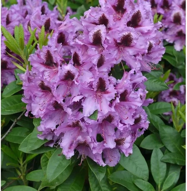 INKARHO Rhododendron Rhododendronpark Graal-Müritz Alpenrose großblumiger Strauch 30-40 cm - Bild 1