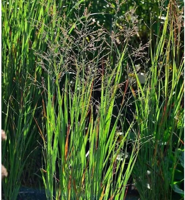 Panicum virgatum Rutenhirse Heiliger Hain als Zierpflanze im Topf von Nr-01.de - Bild 1