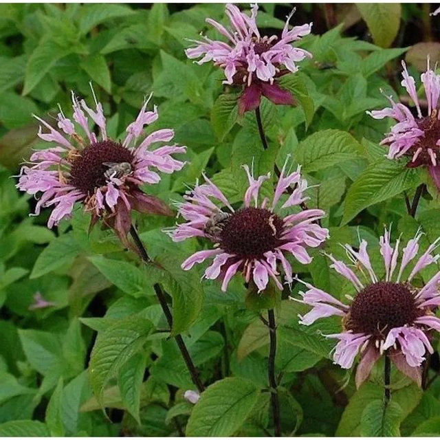 Monarda fistulosa Beauty of Cobham Indianernessel in Pink als mehrjährige Staude für Rabatten und Staudenbeete - Bild 1