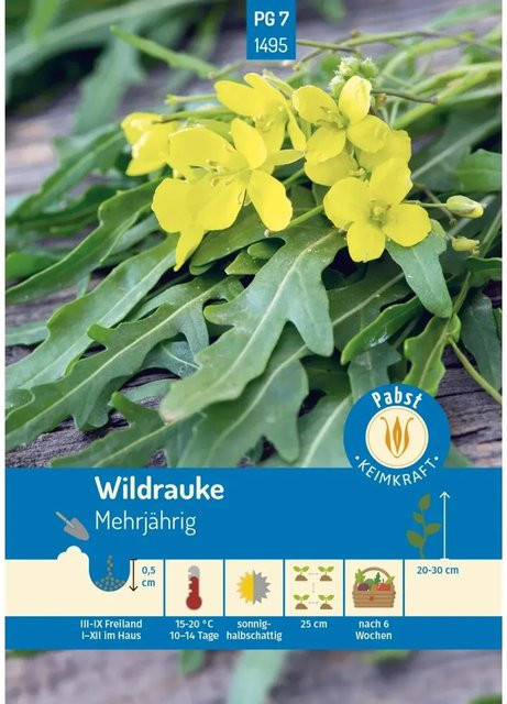 Pabst Keimkraft Wildrauke Rucola Saatgut - Bild 1
