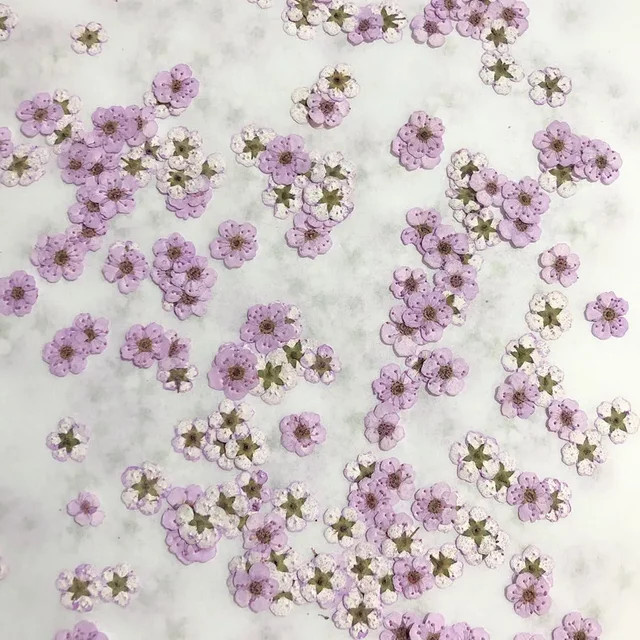 20 Stück gepresste Mini-Narzissen und Pflaumenblüten als getrocknete Blüten für dein Nagel-DIY und Bastelprojekte, Größe: 0,7-1 cm, Farbe: Mixed - Bild 1
