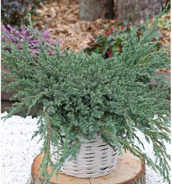Blauer Teppichwacholder Juniperus squamata als Bodendecker für den Garten, Höhe: 40-50 cm - Bild 1