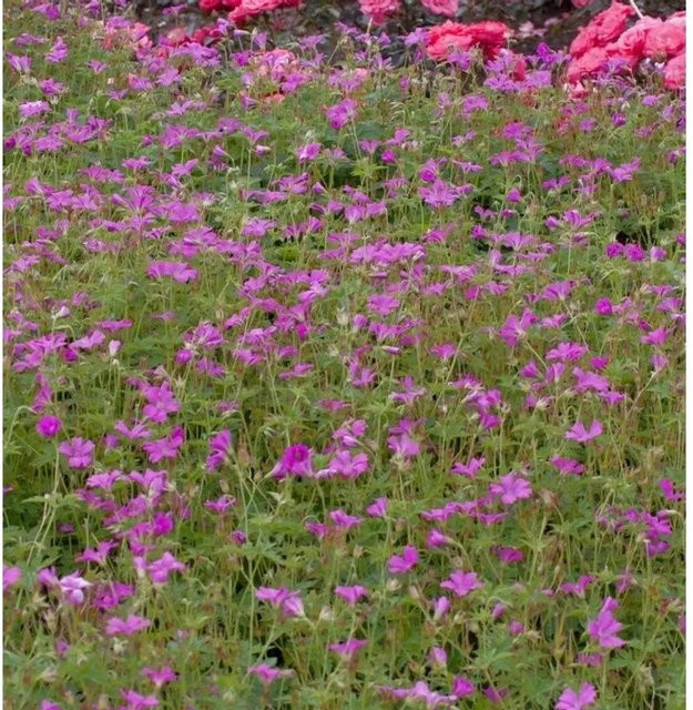 Storchenschnabel Geranium wallichianum Rise and Shine von Die Nr-01.de, mehrjährige Gartenpflanze in Weiß, Pink und Blau - Bild 1