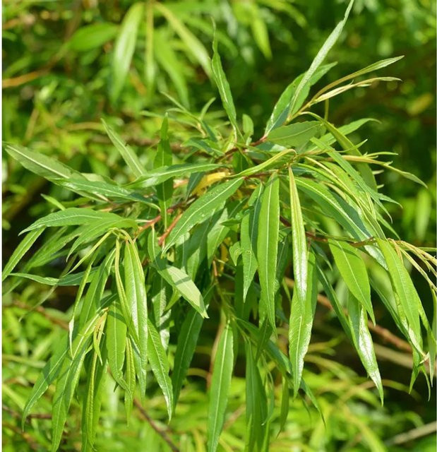 Japanische Drachenweide Salix sachalinensis grüner Zierstrauch von Nr-01.de - Bild 1