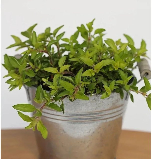 Wilder Majoran Aureum Origanum vulgare als mehrjährige Gartenpflanze von Nr-01.de - Bild 1