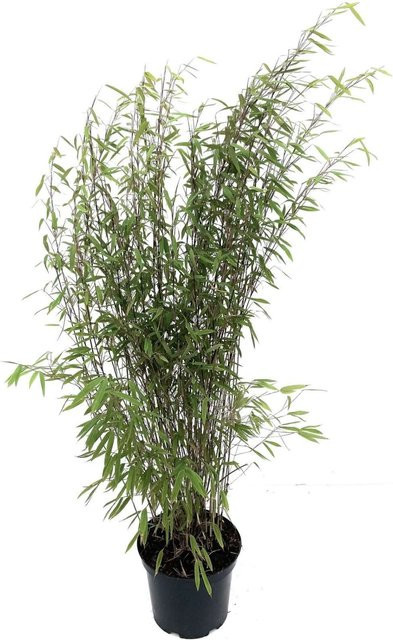 Bambusbörse Fargesia Nitida Black Pearl Bambus als Heckenpflanze, Grün/Schwarz, 7,5 Liter, Höhe: 80 - 100 cm - Bild 1
