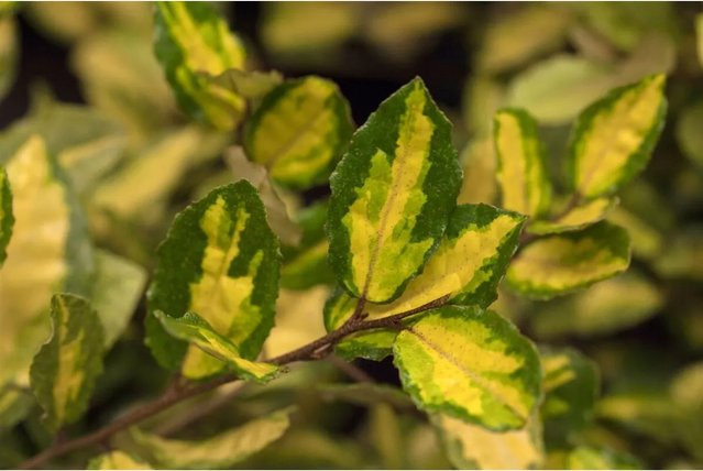 Elaeagnus Pungens Maculata Silberbeere Gelb-Grün, dekorativer Strauch für den Außenbereich, Höhe: 40–60 cm - Bild 1