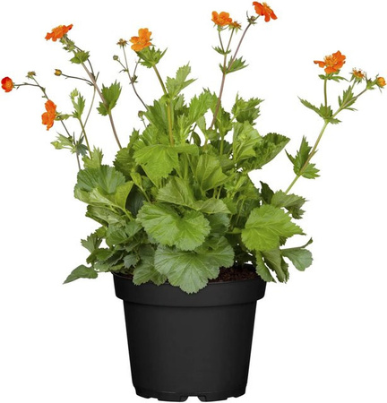Geum Nelkenwurz Borisii Orange Stauden von GROW by OBI im Topf
