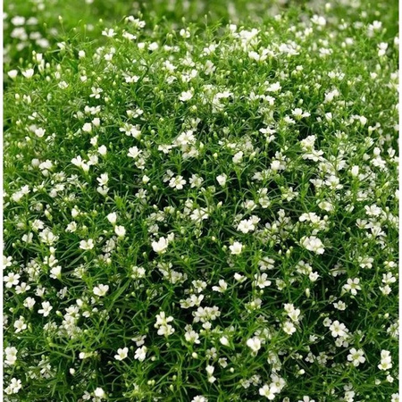 Riesenschleierkraut Gypsophila paniculata Fleur White als Stauden im Topf von Nr-01.de