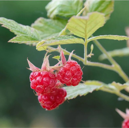 Himbeere Glen Clova Rubus idaeus rote Beerensträucher von Nr-01.de