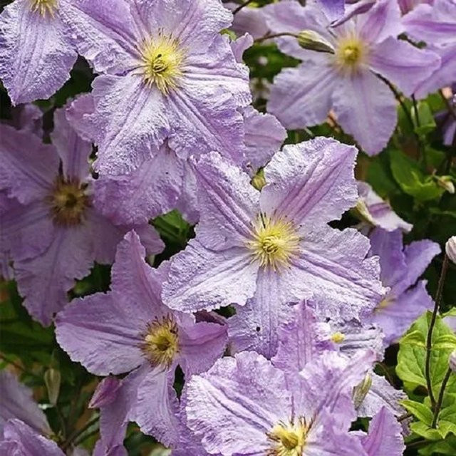 Clematis Waldrebe Blekitny Aniol von arborix mit hellblauen Blüten im Container - Bild 1