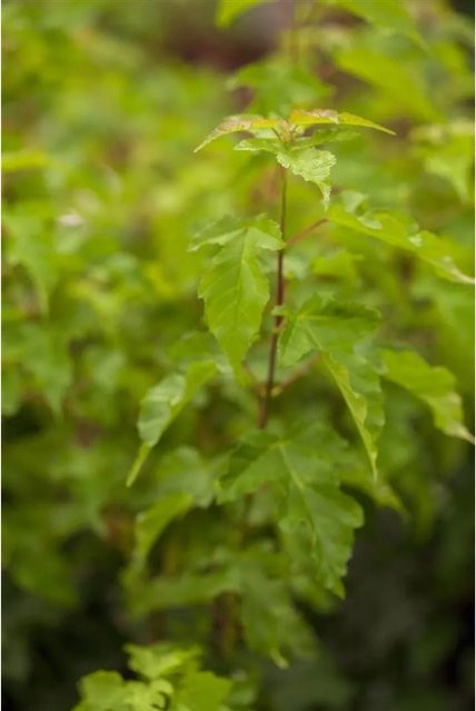 Acer Ginnala Feuerahorn als Zierbaum mit rotem und grünem Laub, Höhe: 125–150 cm - Bild 1