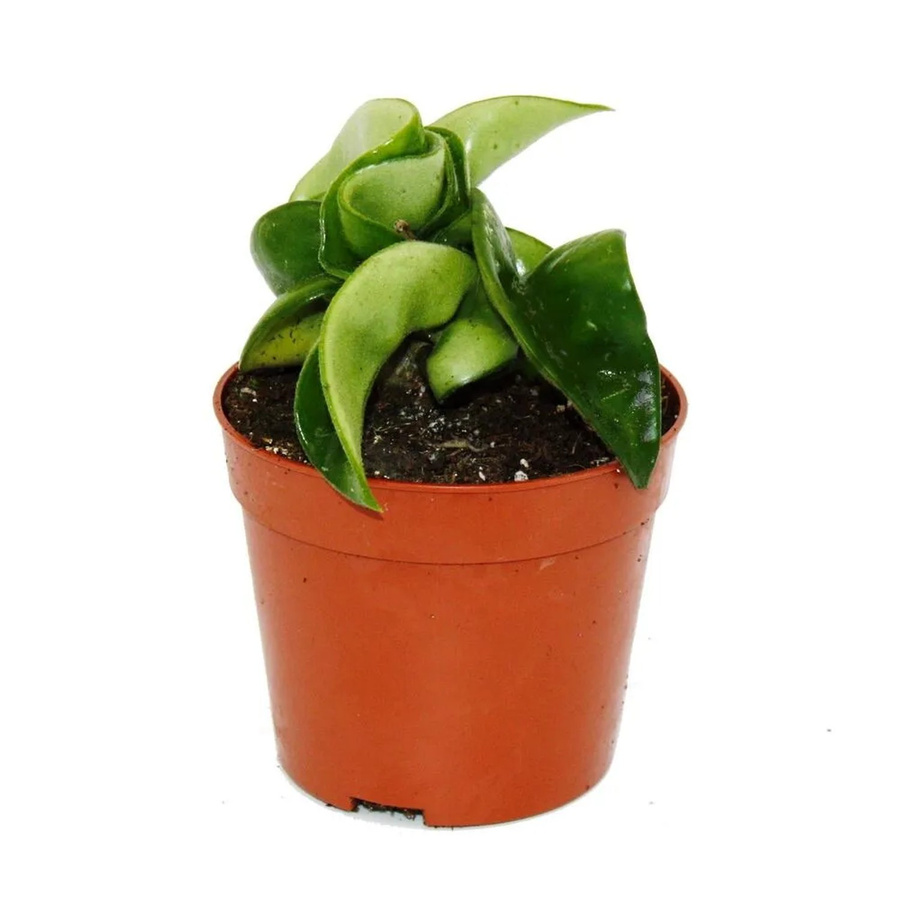 Exotenherz Hoya Carnosa Compacta Minipflanze Porzellanblume in Topf, Höhe: 6,5 cm - Bild 2