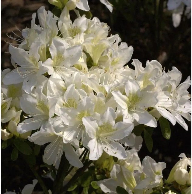 Japanische Azalee Palestrina Rhododendron obtusum Zwerg Alpenrose als Strauch für den Garten - Bild 1