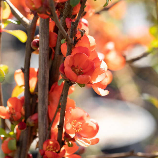 Japanische Zierquitte Chaenomeles Sargentii als Zierstrauch in Orange von Mein schöner Garten Shop - Bild 1