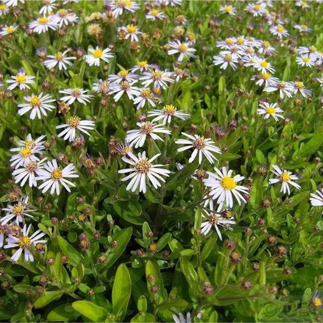 Herbstaster Adustus Nanus Aster ageratoides in Lila als mehrjährige Pflanze im Topf - Bild 1