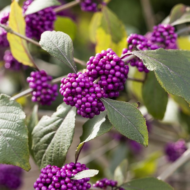 Liebesperlenstrauch Profusion in Violett - Bild 1