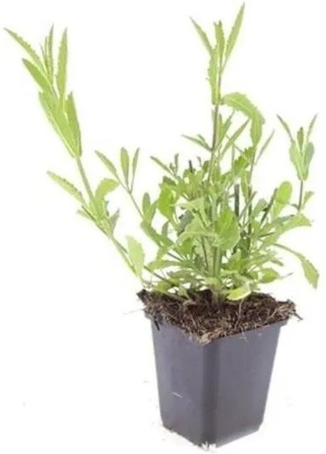 Exotenherz Zierstaude Eisenkraut Verbena Bonariensis Set mit 12 Pflanzen in 9cm Kunststofftöpfen, lila-grün - Bild 1
