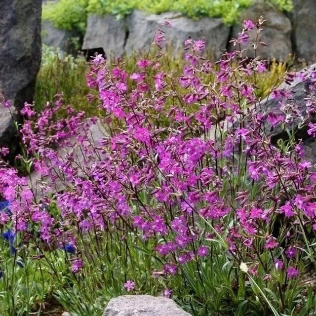 Pechnelke Feuer Lychnis viscaria pinke Staude für Naturgärten und Beete von Nr-01.de - Bild 1