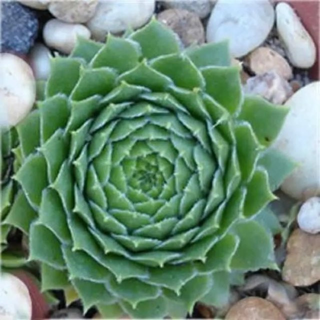 Dachwurz Mr. Giuseppe Sempervivum cultorum grüne Bodendecker-Pflanze - Bild 1