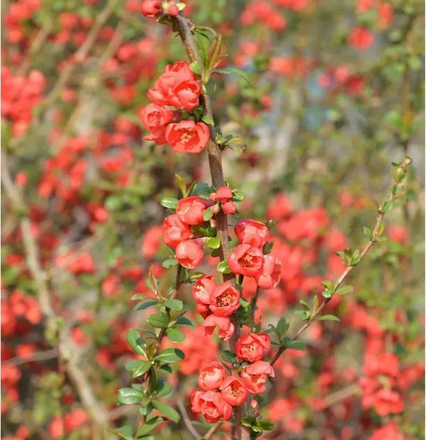 Chinesische Zierquitte Chaenomeles speciosa rote Heckenpflanze für den Garten, Höhe: 60-80 cm - Bild 1