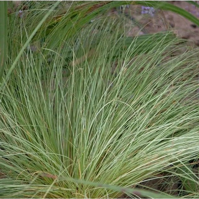 Garten-Segge Phoenix Green Carex comans in Topf, Grün - Bild 1