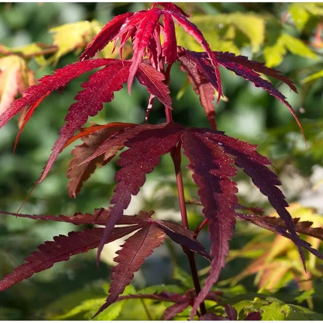 Roter Schlitzahorn Ornatum Acer palmatum von Nr-01.de - Bild 1