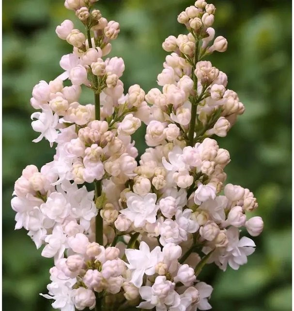 Edelflieder Schöne von Moskau Kircher-Collection Syringa vulgaris 30-40 cm - Bild 1