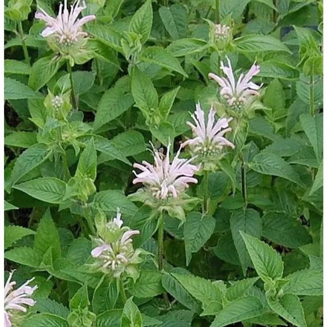 Monarda fistulosa Indianernessel als mehrjährige Staude für Rabatten und Staudenbeete - Bild 1