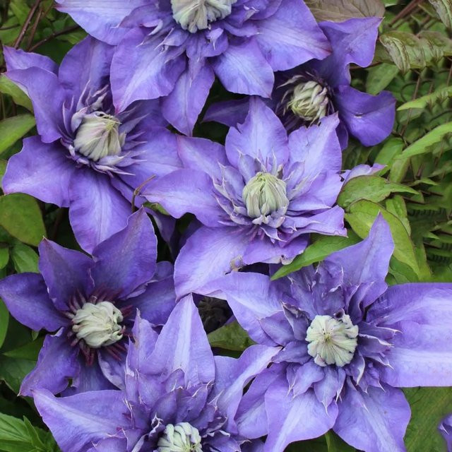 Clematis Hybride Waldrebe Multi Blue in Blau, Höhe ca. 40-60 cm, Topf-Durchmesser ca. 17 cm - Bild 1