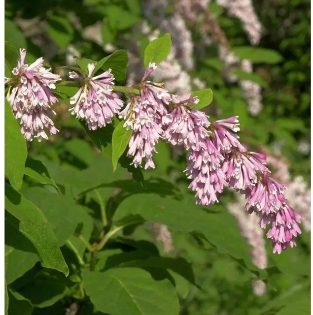 Syringa reflexa Bogenflieder Strauch in Weiß, Pink und Dunkelrosa, Höhe: 80-100 cm - Bild 1