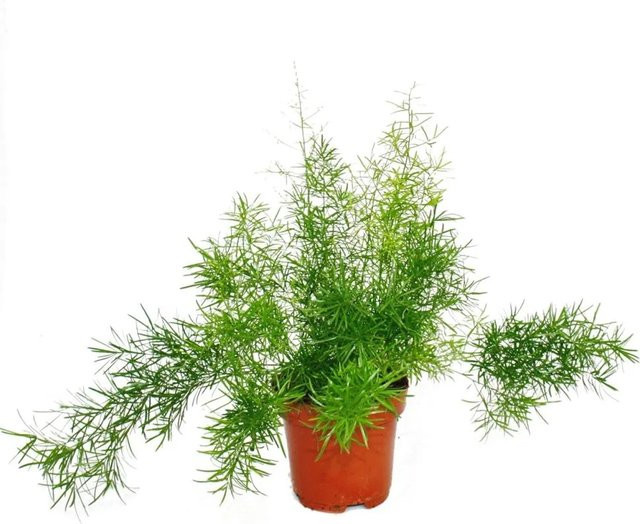 Exotenherz Zierspargel Asparagus Densiflorus Sprengeri als pflegeleichte grüne Zimmerpflanze im 12 cm Topf - Bild 1