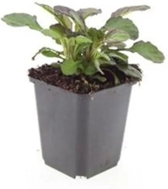 Exotenherz Bodendecker Großblättriger Günsel Ajuga Reptans Catlins Giant Set mit 60 Pflanzen im 9cm Topf - Bild 1