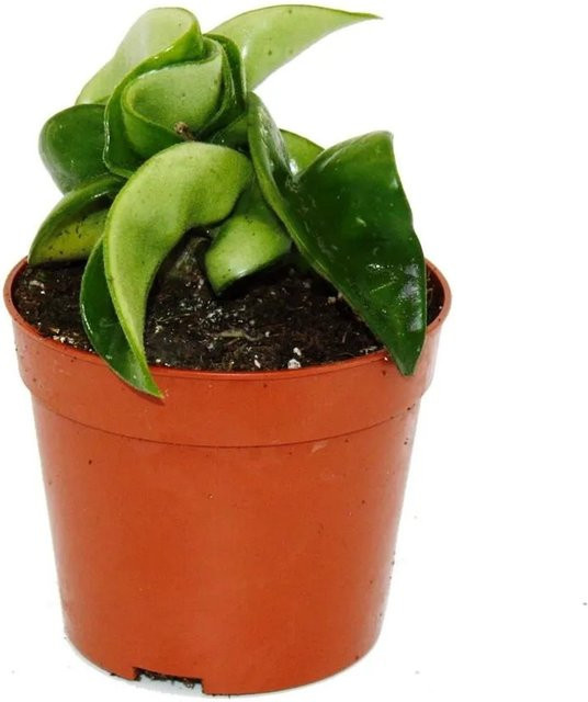 Exotenherz Hoya Carnosa Compacta Minipflanze Porzellanblume in Topf, Höhe: 6,5 cm - Bild 1